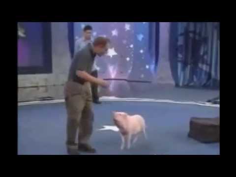 smart pig tricks | pet star smart pig | smartest piggy