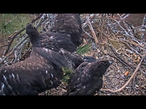 SWFL | E19 and  E20 wing exercise and morning activity | 23.02.2022