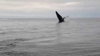 preview picture of video 'Humpback whale'