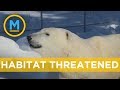 This is what will happen to these polar bears if a beloved habitat closes | Your Morning