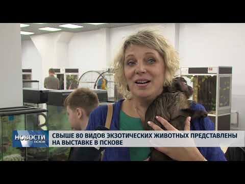 Новости Псков 13.09.2018 Свыше 80 видов экзотических животных представлены на выставке в Пскове 