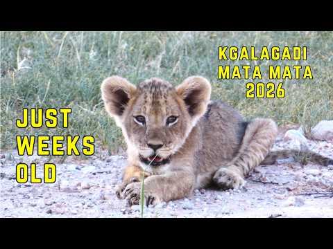 Why Mata Mata is Pure Safari Magic – Kgalagadi 2026 – Episode 1