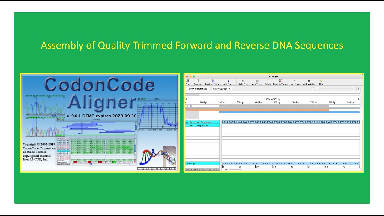 How To Perform DNA Sequence Assembly Using CodonCode Aligner 👨🏻‍💻🧬👇