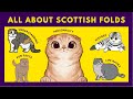 Scottish Fold Cats   10 Fascinating Facts You Need to Know Now
