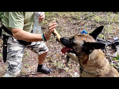 Dog high five 🐕‍🦺🖐️#Shorts