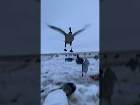 🤣 GETTING ‘EM CLOSE! The audio in this video from our friend Tyler Wise is PURE GOLD!