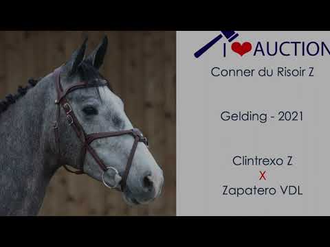 Conner du Risoir Z Jumping
