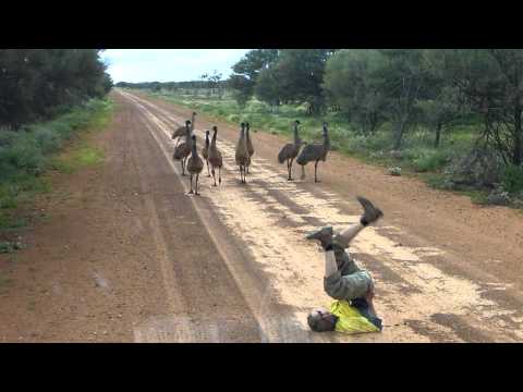 Emu run!!!!.