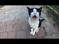 Feral Tuxedo Cat Meowing Quietly Because She Is So Hungry