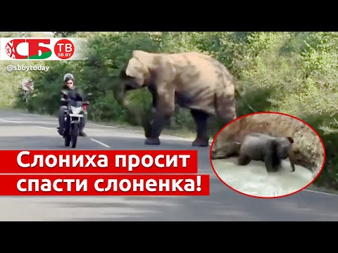 Слониха вышла на дорогу за помощью – слоненок попал в яму