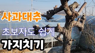 사과 대추나무 가지치기 초보자도 쉽게 알이 굵고 벌레 안먹게 하는 꿀팁