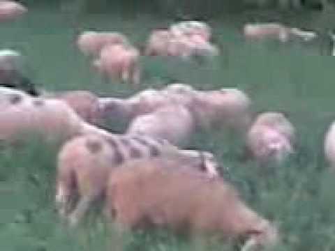 dhent  nr 070 499 790