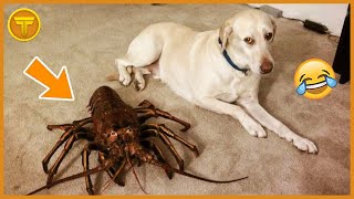 ????MELHORES ANIMAIS ENGRAÇADOS Pt. 8 |  Compilado de animais para rir