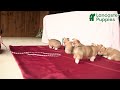Welsh Corgi Pembroke dogs for sale: Otto - Video 1