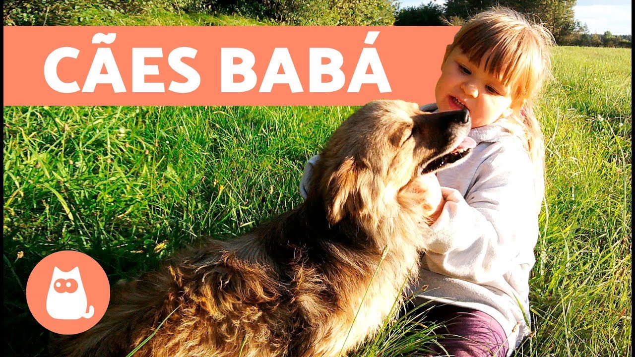 Cachorros babás - 8 raças de cachorro para crianças