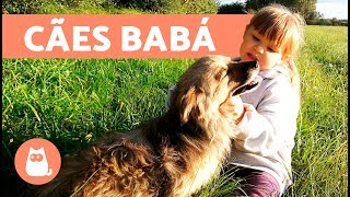 Cachorros babás - 8 raças de cachorro para crianças