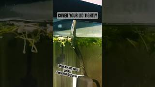 BEFORE YOU BUY A FRESHWATER TIGER MORAY EEL DO THIS #eel