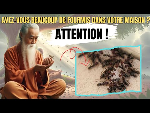 Revelation: The Real Meaning of Ants in Your Home