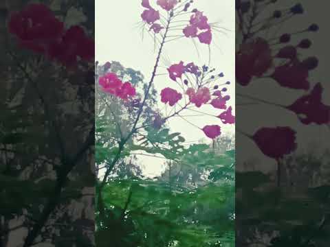 so nice followers and beautiful flowers 🌺🌺🌺🌺🌺 #hindisong #song #bollywood #love #popularsong #engl