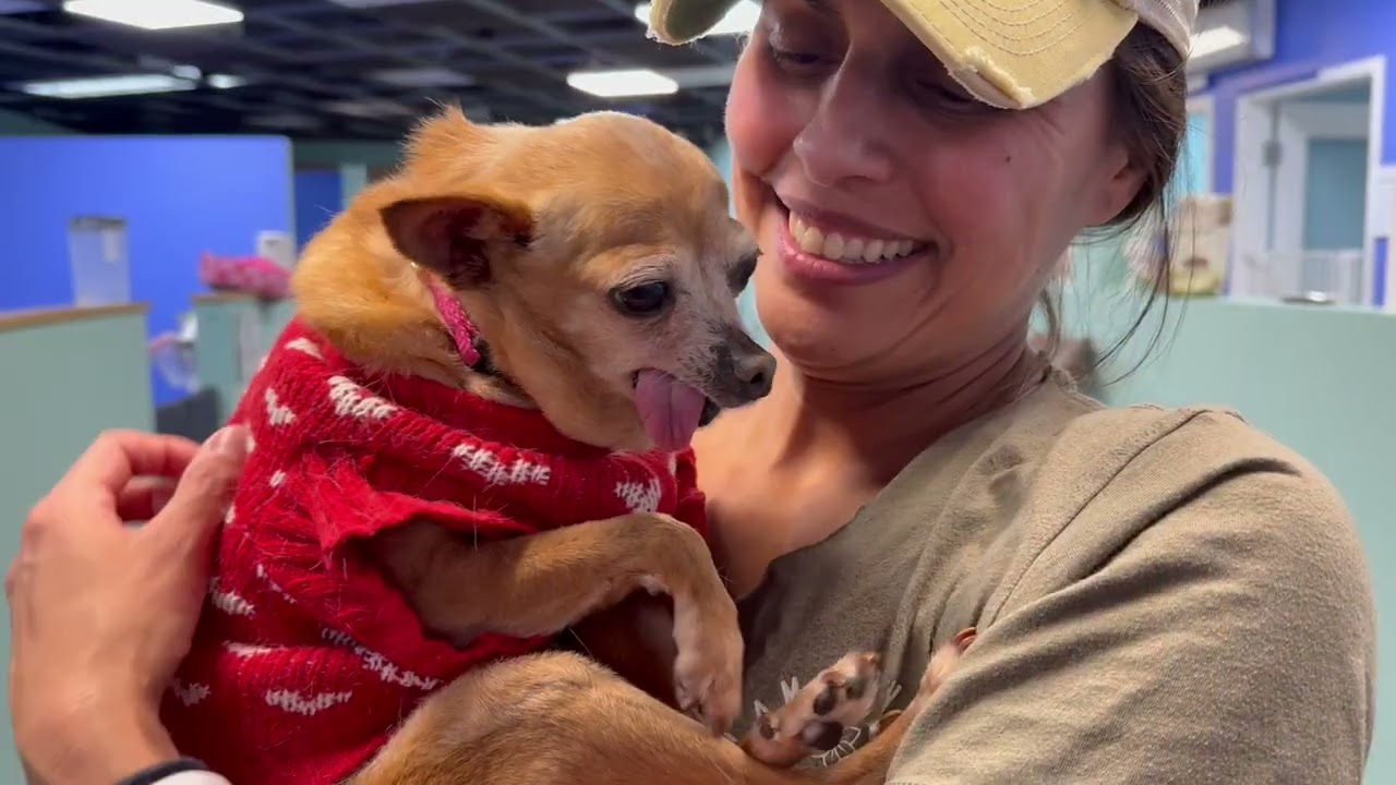 Enlarge Bebe, a ADOPTABLE mixed breed in Walnut Creek, CA video 1/4