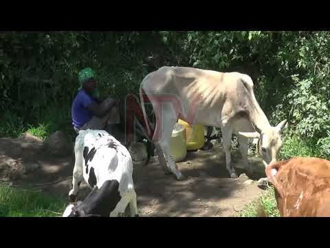 Water for Uganda, Life for All