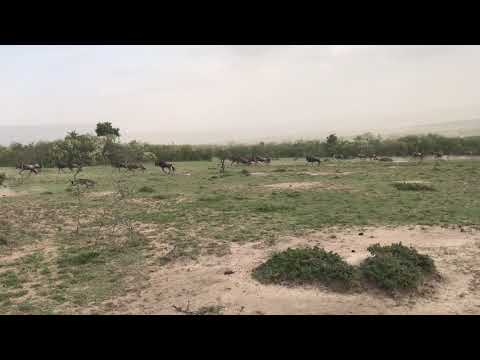 Hyena kills young impala