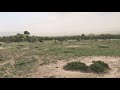 Hyena Kills Young Impala