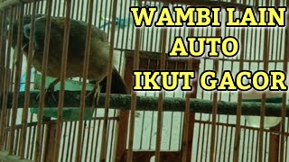Download lagu WAMBI JANTAN BELAJAR GACOR mp3 Download lagu WAMBI JANTAN BELAJAR GACOR mp3