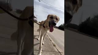 Video preview image #1 Anatolian Shepherd-Unknown Mix Puppy For Sale in Rockwall, TX, USA
