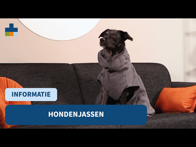 Heeft mijn hond een hondenjas nodig? - Medpets helpt je op weg