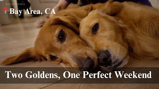 Living the Bay Area Dream Life with Two Golden Retrievers | Exploring Trails & Cozy Evenings at Home