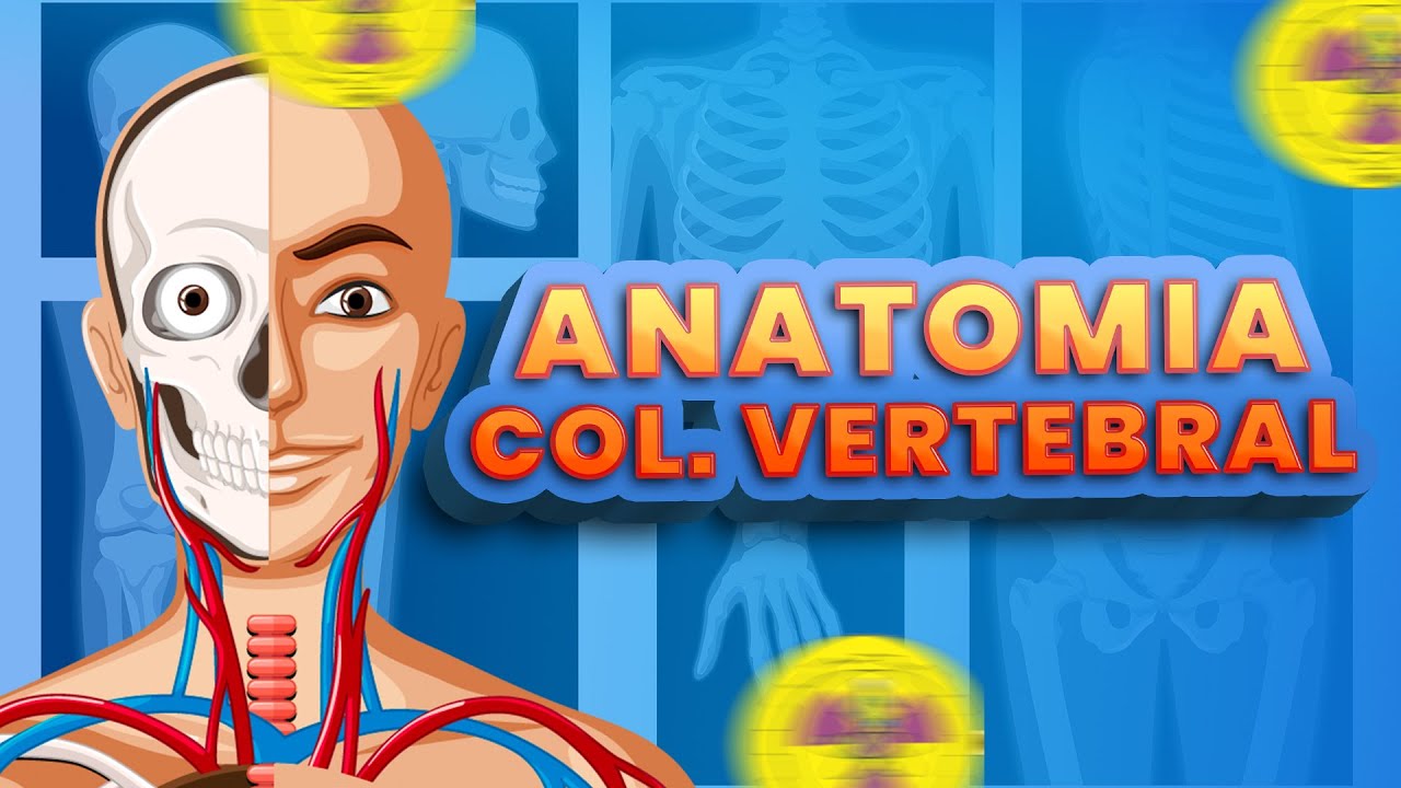 VERTEBRAL SPINE ANATOMY AND DIVISION | Radiologizing