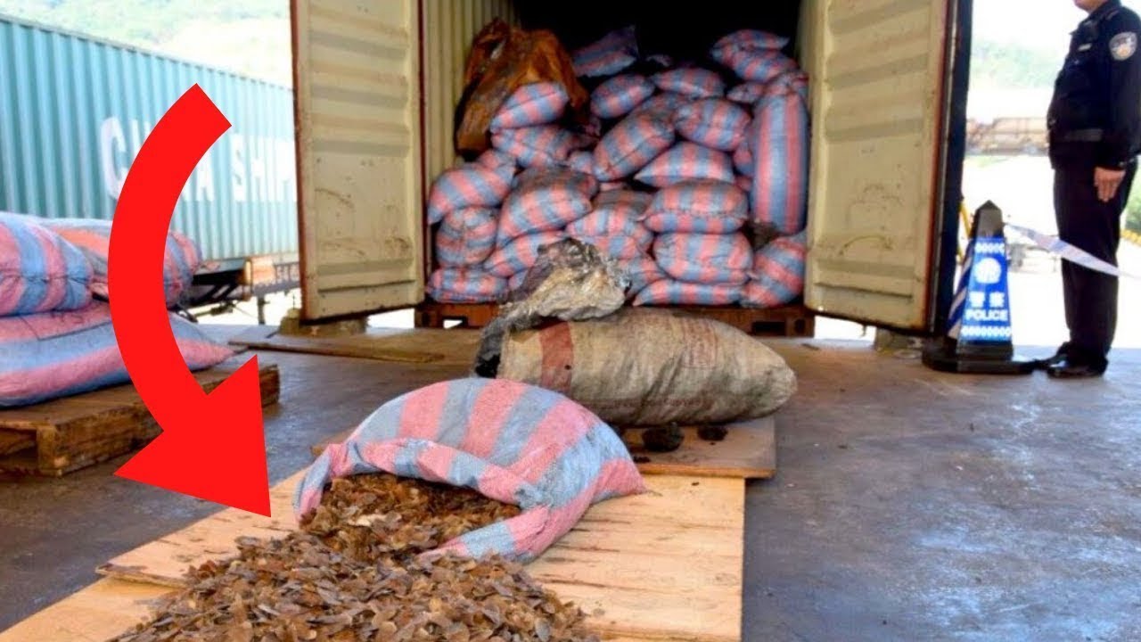 When Chinese Customs Seized This Shipping Crate, the Cargo Inside Was Truly Heartbreaking