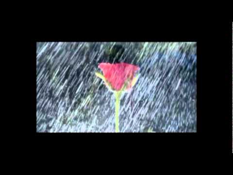 LOS DOLTONS - RECUERDOS EN LA LLUVIA