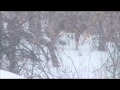 02 14 15 Deer In A Blizzard