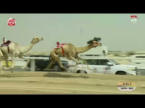 ش 2 خنجر زمول مفتوح (نهاب) لـ هجن الرئاسة 12:21:99 ، ختامي الشحانية 2026/04/30