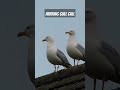 Herring Gull Call