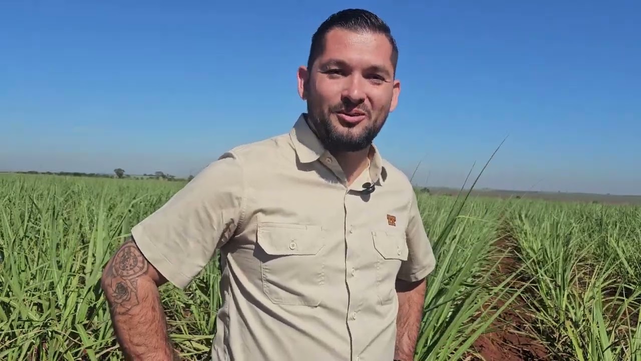 Na Fazenda São Vicente, 100% da cana é plantada mecanicamente com plantadora da TT do Brasil