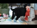 Bernedoodle dogs for sale: Ryder - Video 1