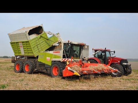 Claas Jaguar 900 FS - Miscanthus Giganteus hakselen - Loonw. De Bruyne