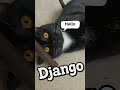 Django Says Hello Who S Ready For More Tuxedo Cat Vibes Cat TuxedoCat Cats Cute FurryFriends