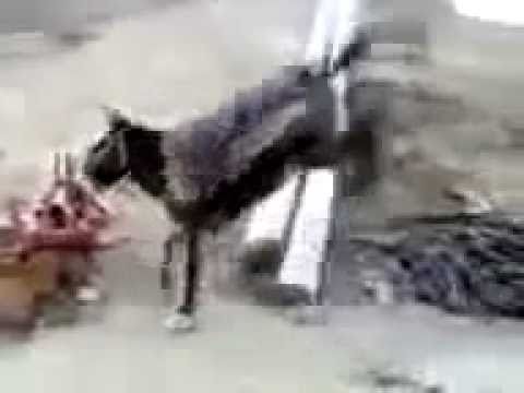 Crazy Kurdish Horse