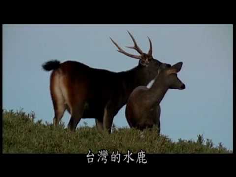 逐鹿蹤源--台灣水鹿 ( 國語版 )