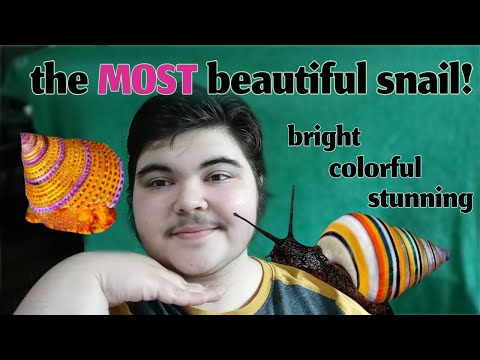 Five Of The Worlds Most Beautiful Snails! [Including the crowned champion of beauty]