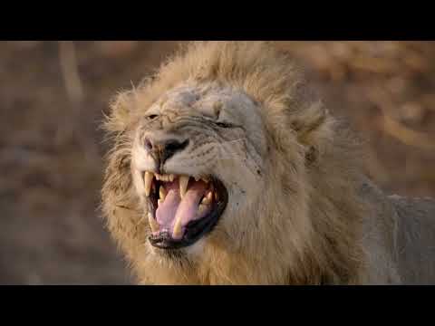 Africas Hunters S1E5 | Teenage Pride: Chaos, Conflict & Survival in the Nsefu Clan