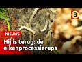 Krijgen we weer een plaag van processierupsenen? | Omroep Brabant