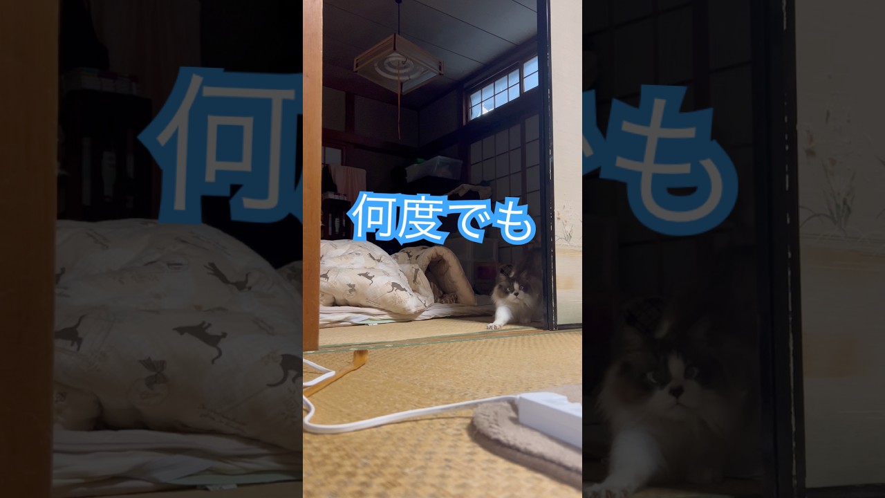 伸びたい🤭　#catlife #猫のいる暮らし #catstretch #伸びる猫