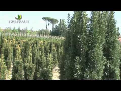 L'entretien du cyprès de Florence - Truffaut