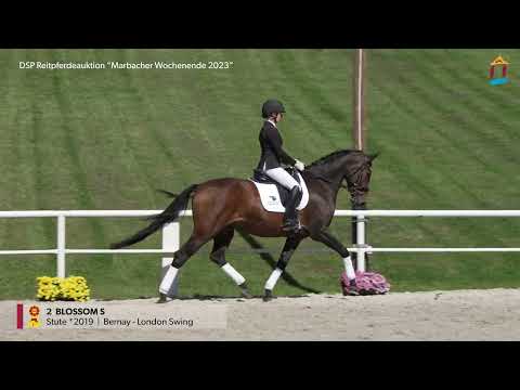 KN 2 Blossom *2019 Stute v. Bernay - London Swing