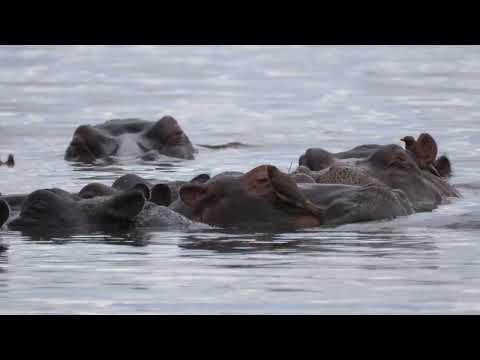yellow billed oxpecker eat ticks and other insects from the skin of a hippo SBV 339019222 4K